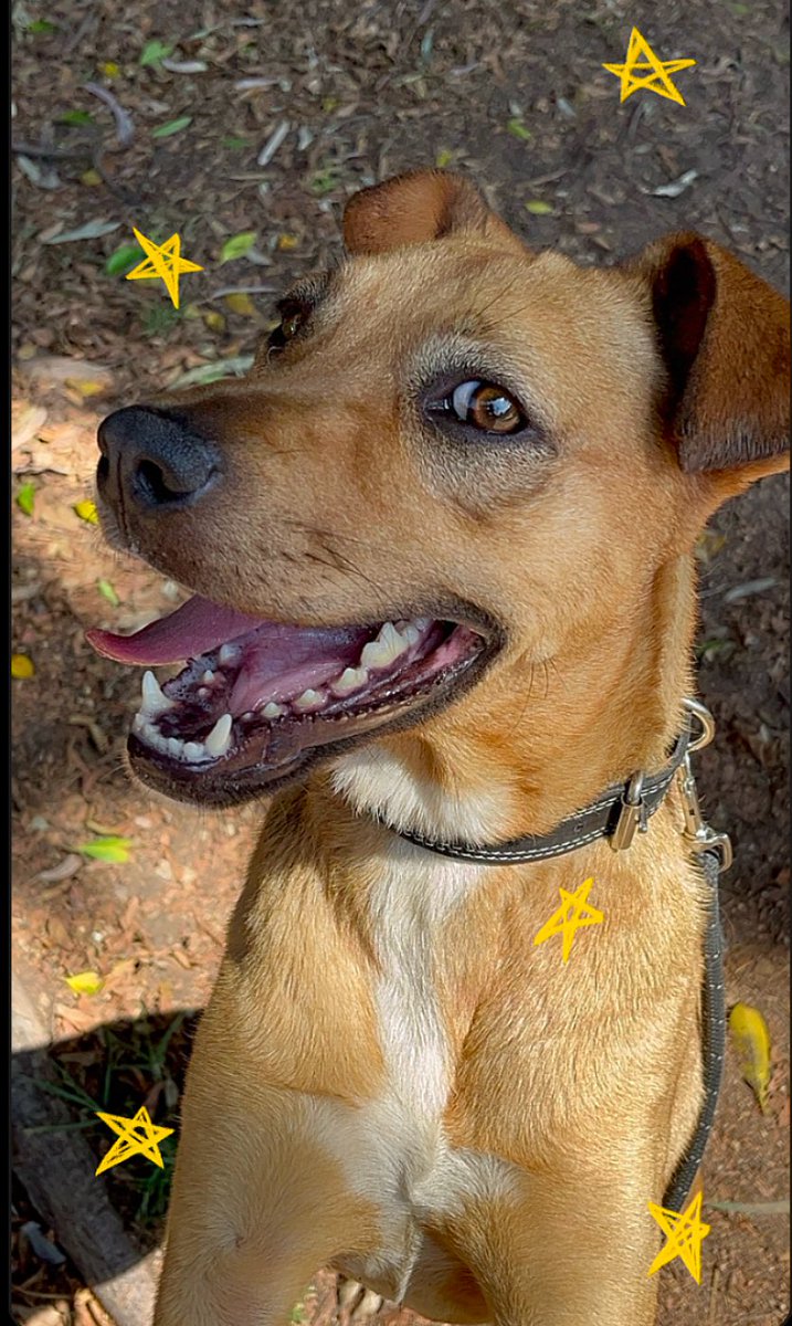 𝙷𝚎𝚕𝚊 𝙼𝚘𝚛𝚎 🐶 tweet media