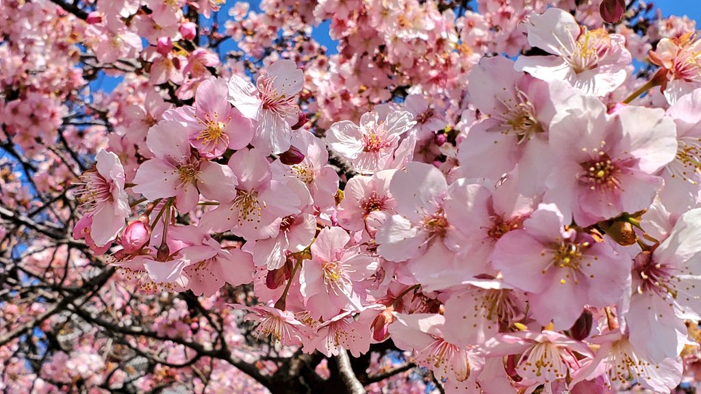 PPoo1995's tweet photo. 河津桜 https://t.co/Gk9q27yqIm