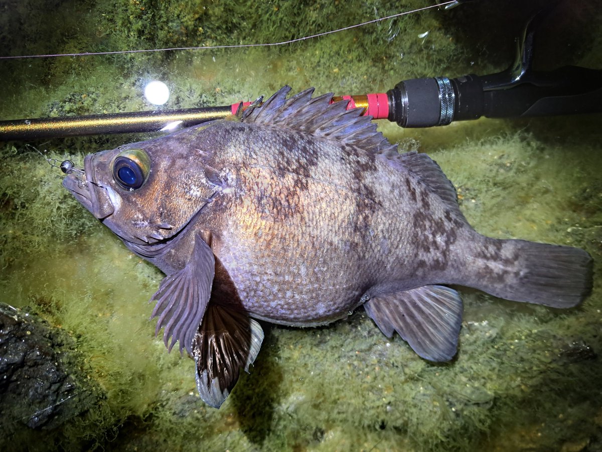 さすがに最後かな…ママメバル。
タイドプールで写真を撮って優しくリリース。沢山産んでくれよな。
ハゼドンシャッド3inch＋マジックヘッド1.8g
