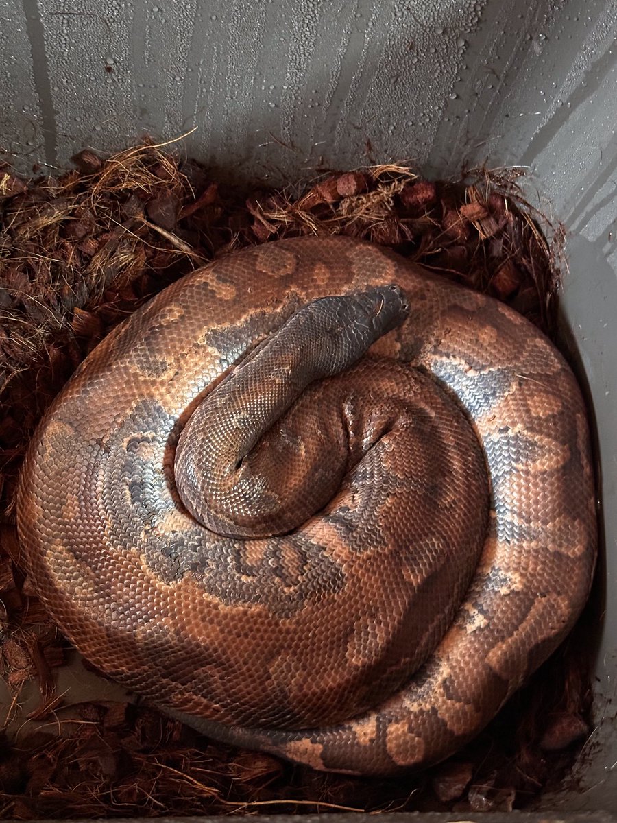 Aidil_herptiles's tweet photo. ラムジーの個人的に綺麗だなって思った体勢

#ブラッドパイソン https://t.co/9iRMvhK2x9