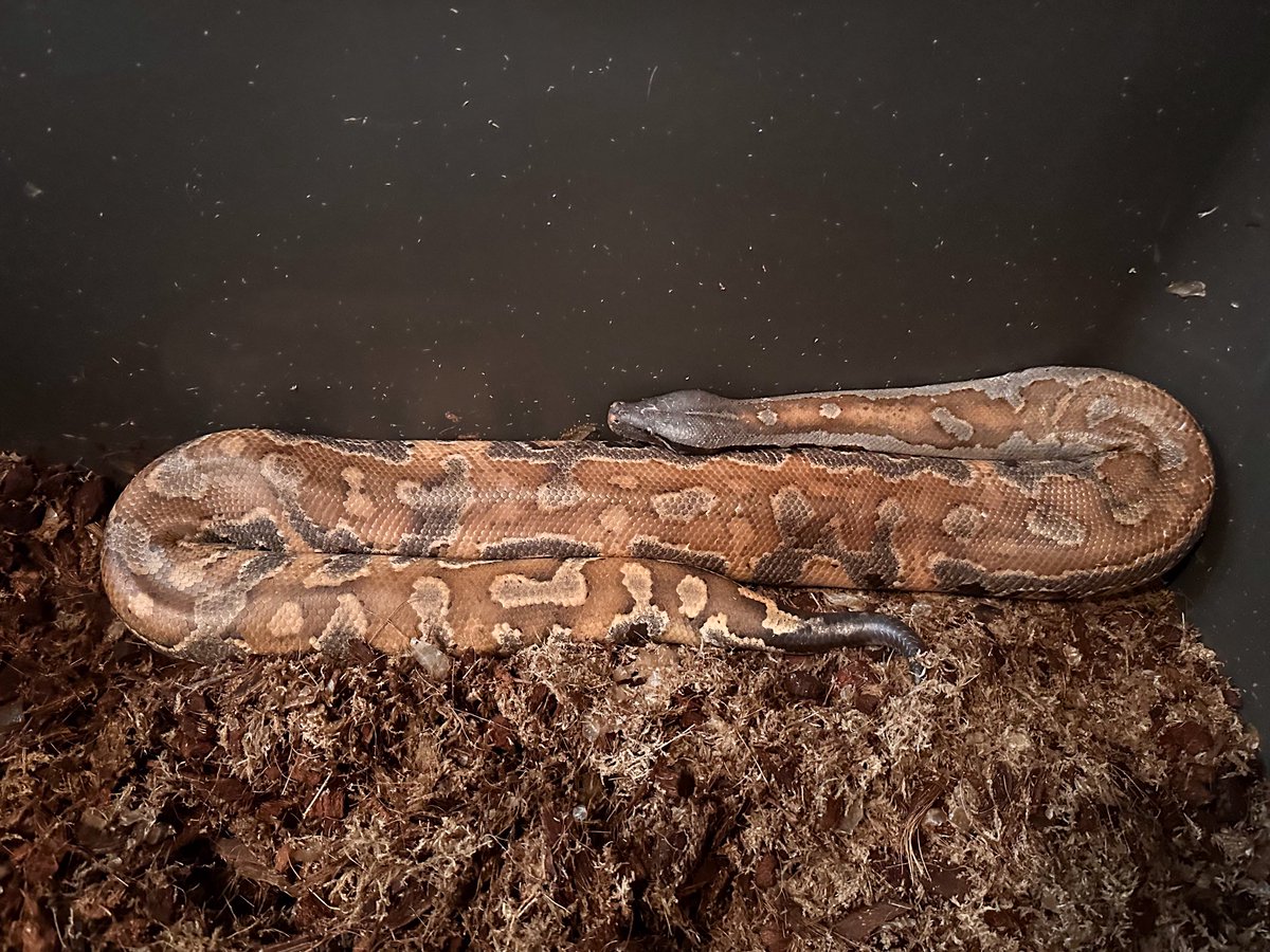Aidil_herptiles's tweet photo. ラムジーの個人的に綺麗だなって思った体勢

#ブラッドパイソン https://t.co/9iRMvhK2x9