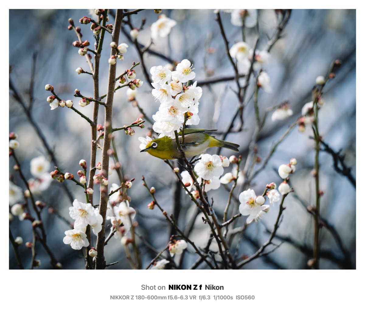eco_PhotoCaffe's tweet photo. 梅を見てきたよ🌸

📷Nikon Zf × NIKKOR Z 180-600mm f5.6-6.3 VR
#nikon #nikonzf https://t.co/IUnxJDEnPb