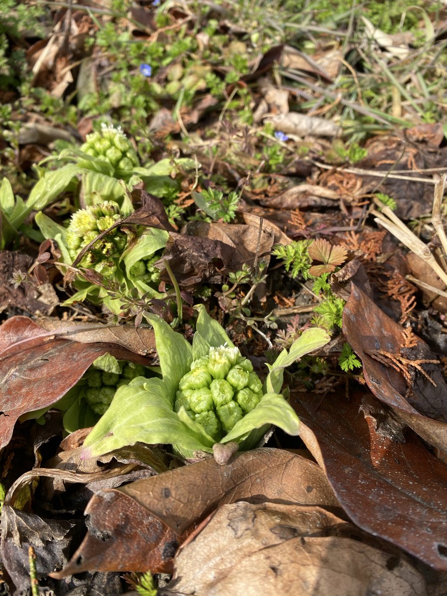 吉田佳奈 (@prownatsu) / Posts / X