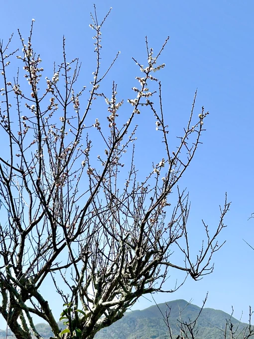 実家でペソペソ仕事していても、眺めが良くて引き籠っている気がしないわね。 植物にも囲まれているしね。 今日でランタンフェスティバルも最終日。 仕事ひと段落したら見に行かねば。 柴田亜美