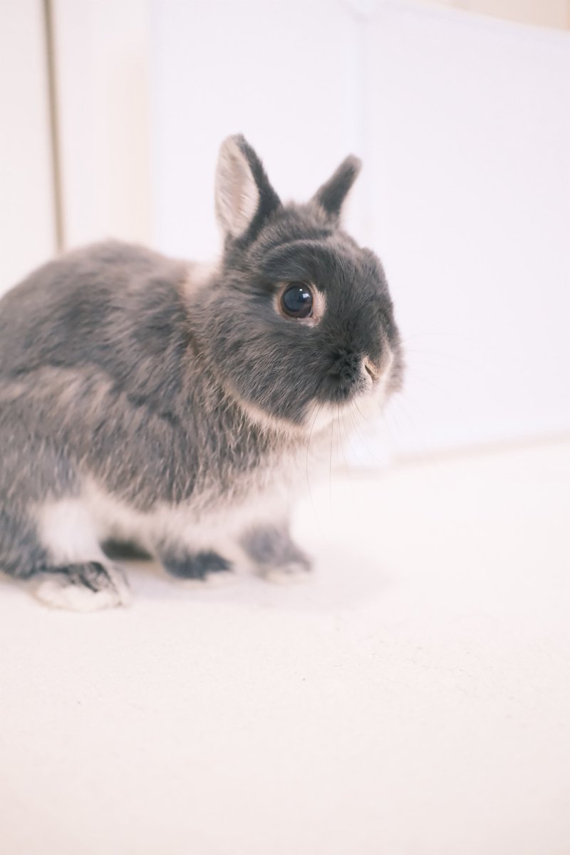 うさぎのびび tweet media