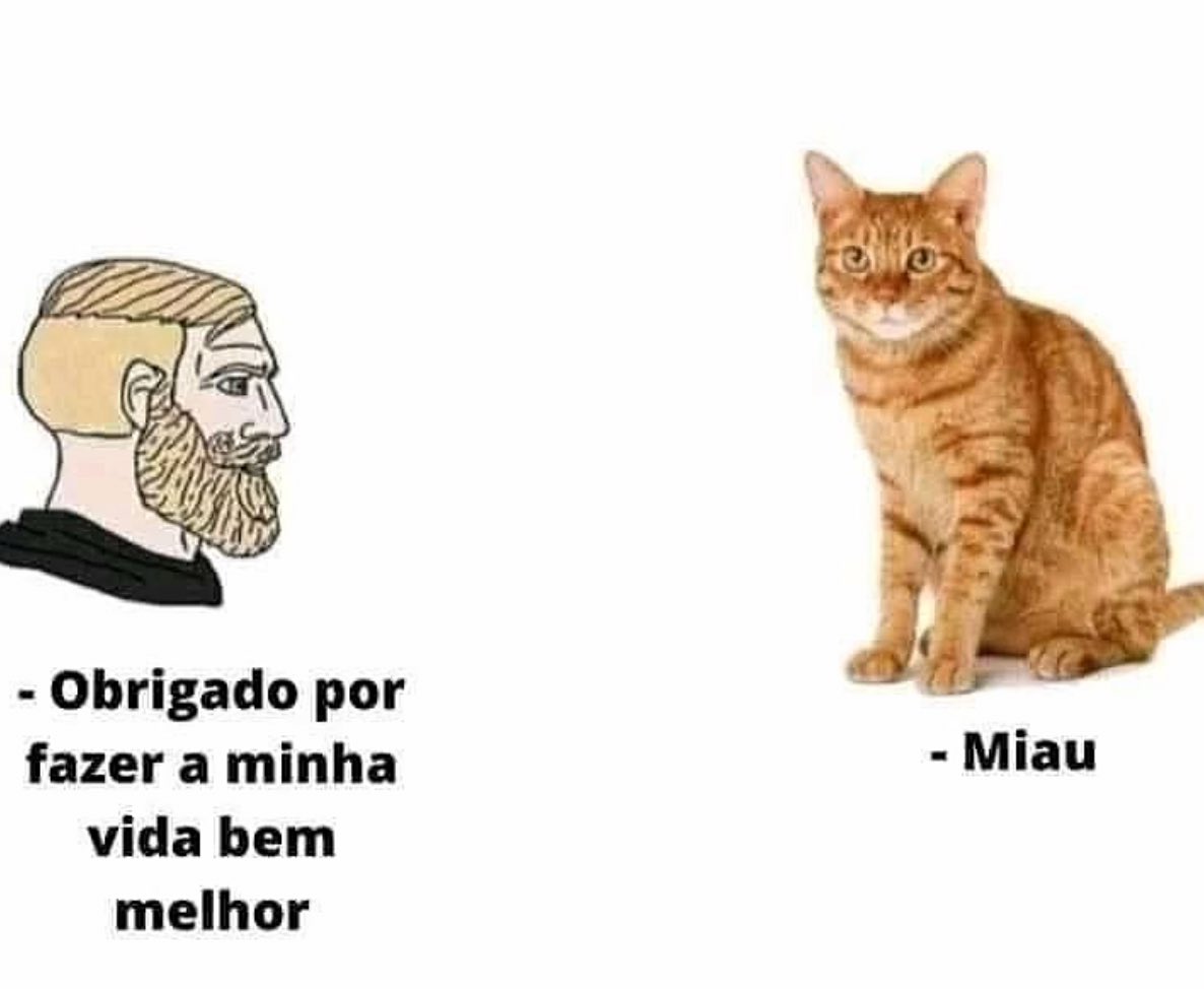 gatos fazendo gatices (@gatinarios) on Twitter photo 