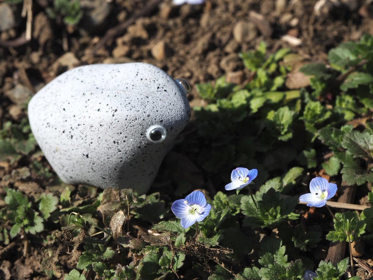 ペブルス / Pebbbles. tweet media