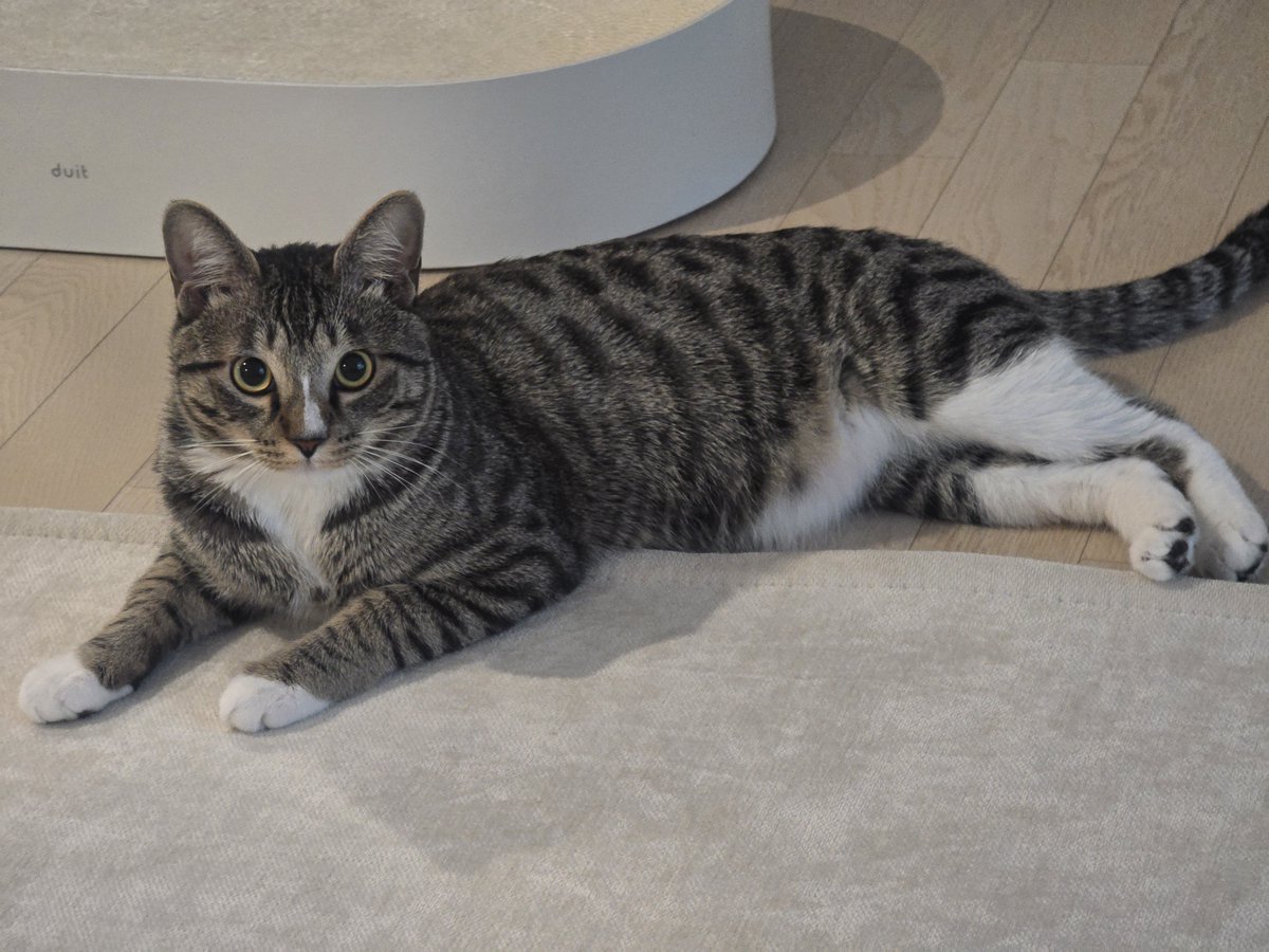 도발적인 블랙타이거새우