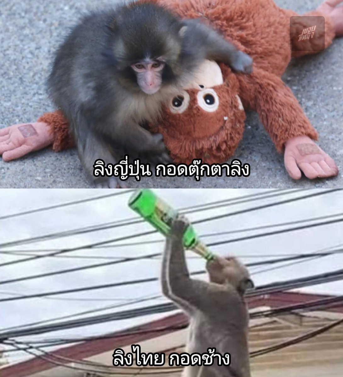 พั้นซ์คุง กับ ลิงลพบุรี  🤭