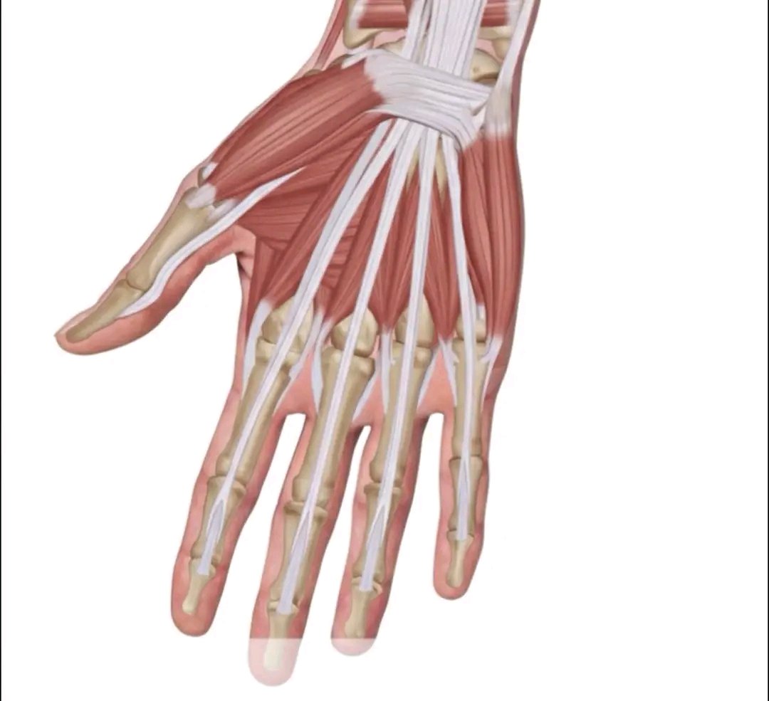 the_medpulse's tweet photo. The total number of intrinsic muscles of the hand is:
A) 17
B  18
C) 19
D) 20 https://t.co/ZFwYoOPiEQ