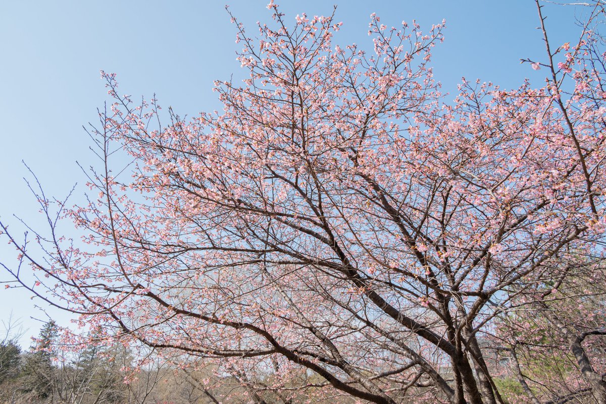 ここ数日はあたたかな陽気が続き、こもれびの池のカワヅザクラが咲き進んでいます♪やわらかな日差しを浴びて、ピンクの花びらがきらきらと輝いています。
お散歩がてら一足早い春景色をお楽しみください◎
こもれびの池とむらさき橋付近でご覧いただけます！