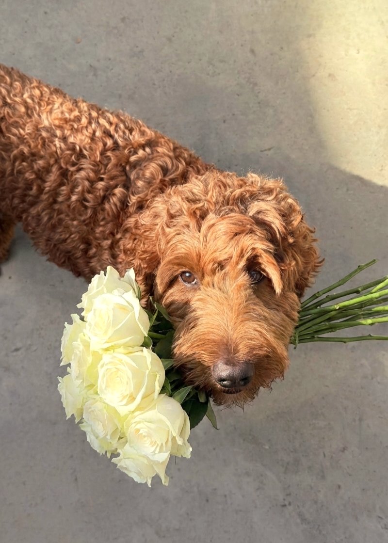 For someone I truly love <a href="/xthetzp/">𝑻 𝒁 𝑷</a> 🤍

White roses always remind me of us. We started a new beginning together, continue creating beautiful, timeless moments day by day. Our love feels pure, calm yet deep and strong. I’m grateful that we keep blooming together. I love you. Always~