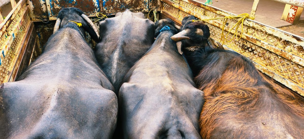 SP Chhindwara tweet media