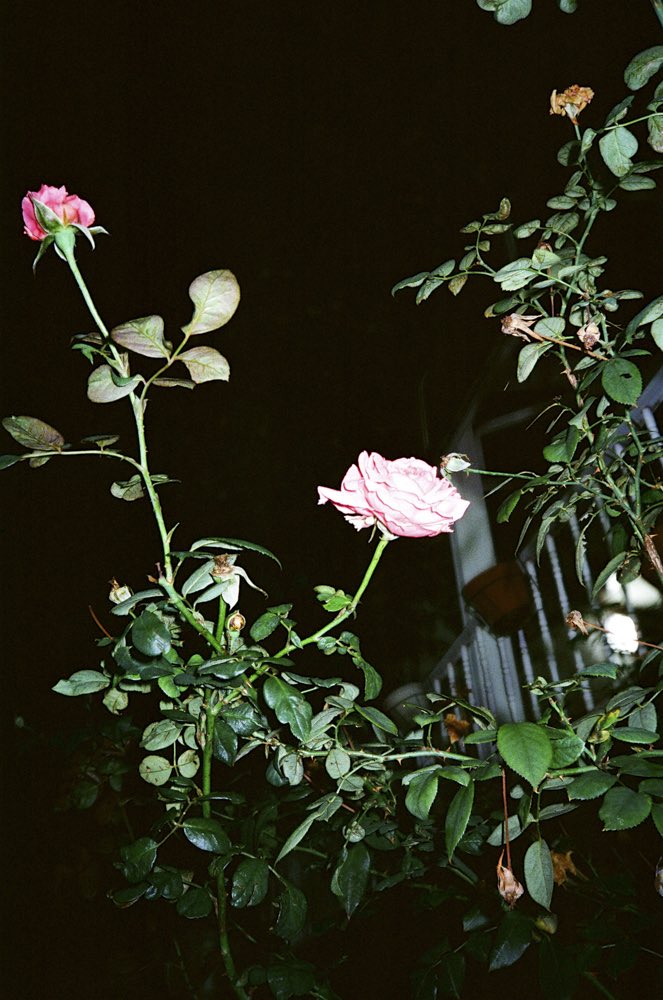 2/23.24は休廊です🌃
雑誌『写真』vol.8刊行記念 <a href="/ShaShinMagazine/">雑誌「写真」｜Sha Shin Magazine</a>  坂本陽個展「Telescope」
会期：2026年1月30日（金）〜3月1日（日）
開館時間：水〜金　12：00〜19：00　土・日　12：00〜18：00
休廊：月曜日、火曜日、祝日（2月11日）
会場：ふげん社 <a href="/fugensha/">ふげん社｜FUGENSHA</a>  fugensha.jp