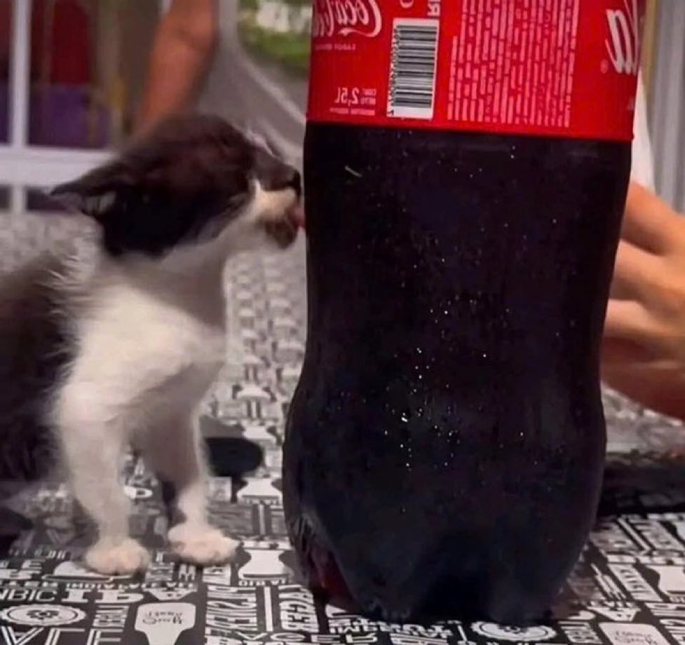 hmmm coquinha gelada