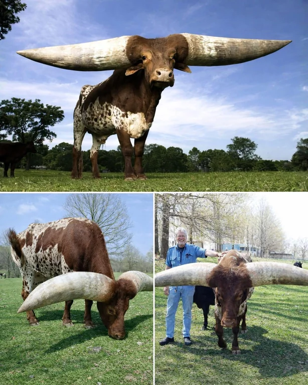 Ankole-Watusi cattle from East Africa can grow horns over 2.5 meters (more than 8 feet) from tip to tip, which is the longest of any cattle breed.