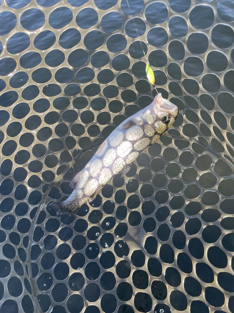 くまーる tweet media