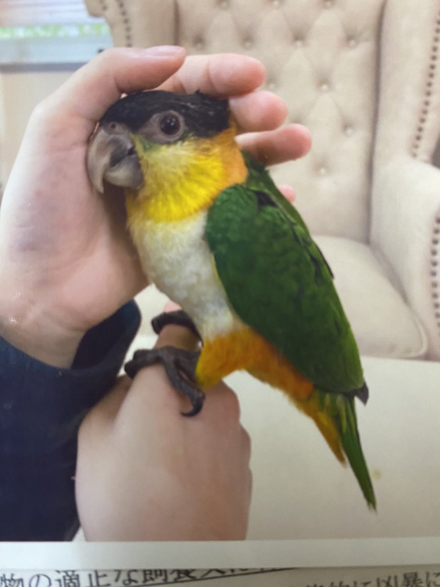 panchi_pe_'s tweet image. ぴっぴのベビちゃん写真みっけ👶
今はこんなに立派になりましたよ
✨️(`･ω･´)ｷﾘｯ
#ズグロシロハラインコ #beforeafter