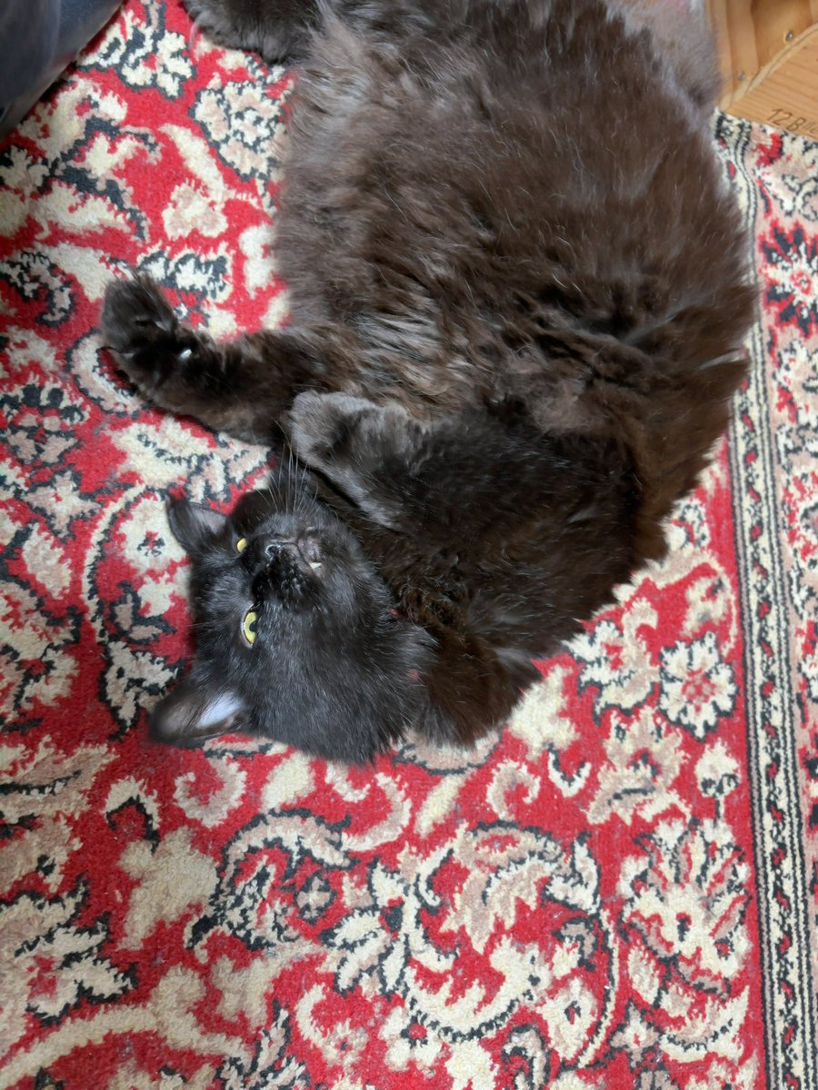 canele2022's tweet photo. 昨日は猫の日だというのに
何のお得もなかったワタシ
朝から大いにむくれる
#ニャンコ一族
#猫の日 https://t.co/6Ac6DhBNH0