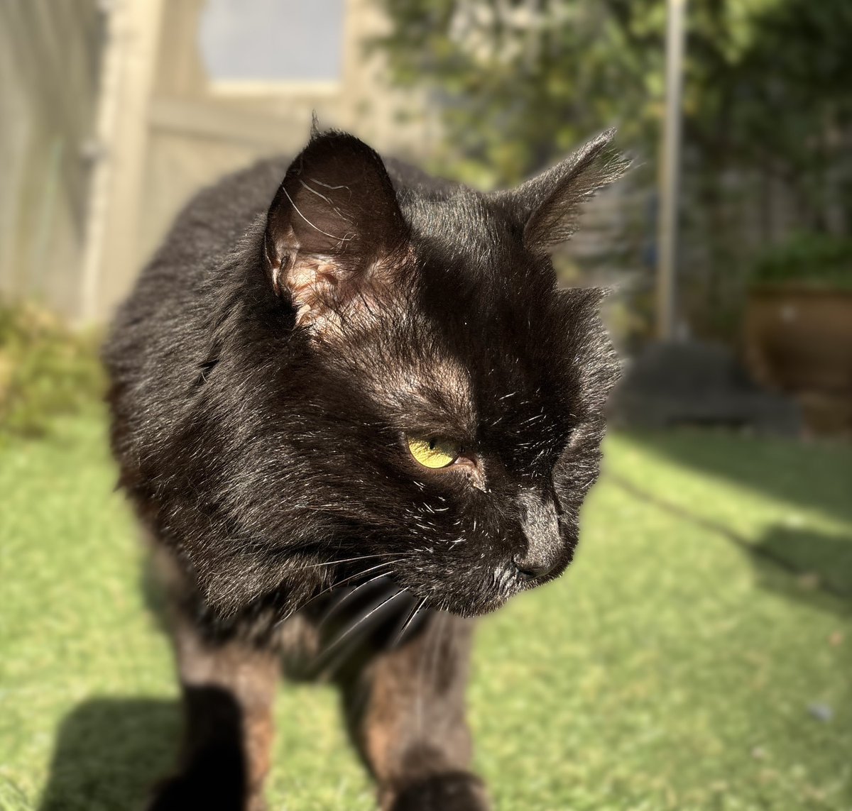canele2022's tweet photo. 昨日は猫の日だというのに
何のお得もなかったワタシ
朝から大いにむくれる
#ニャンコ一族
#猫の日 https://t.co/6Ac6DhBNH0