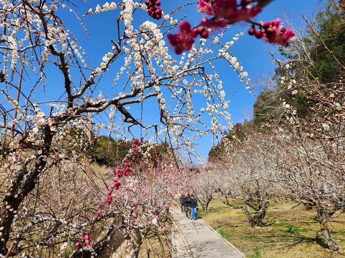 月ヶ瀬梅園に来ている