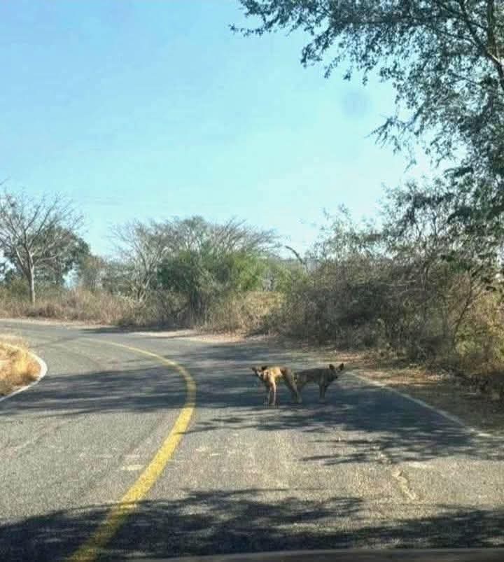 creailimi's tweet photo. Bloqueo carretero https://t.co/PgDDAgHe6c