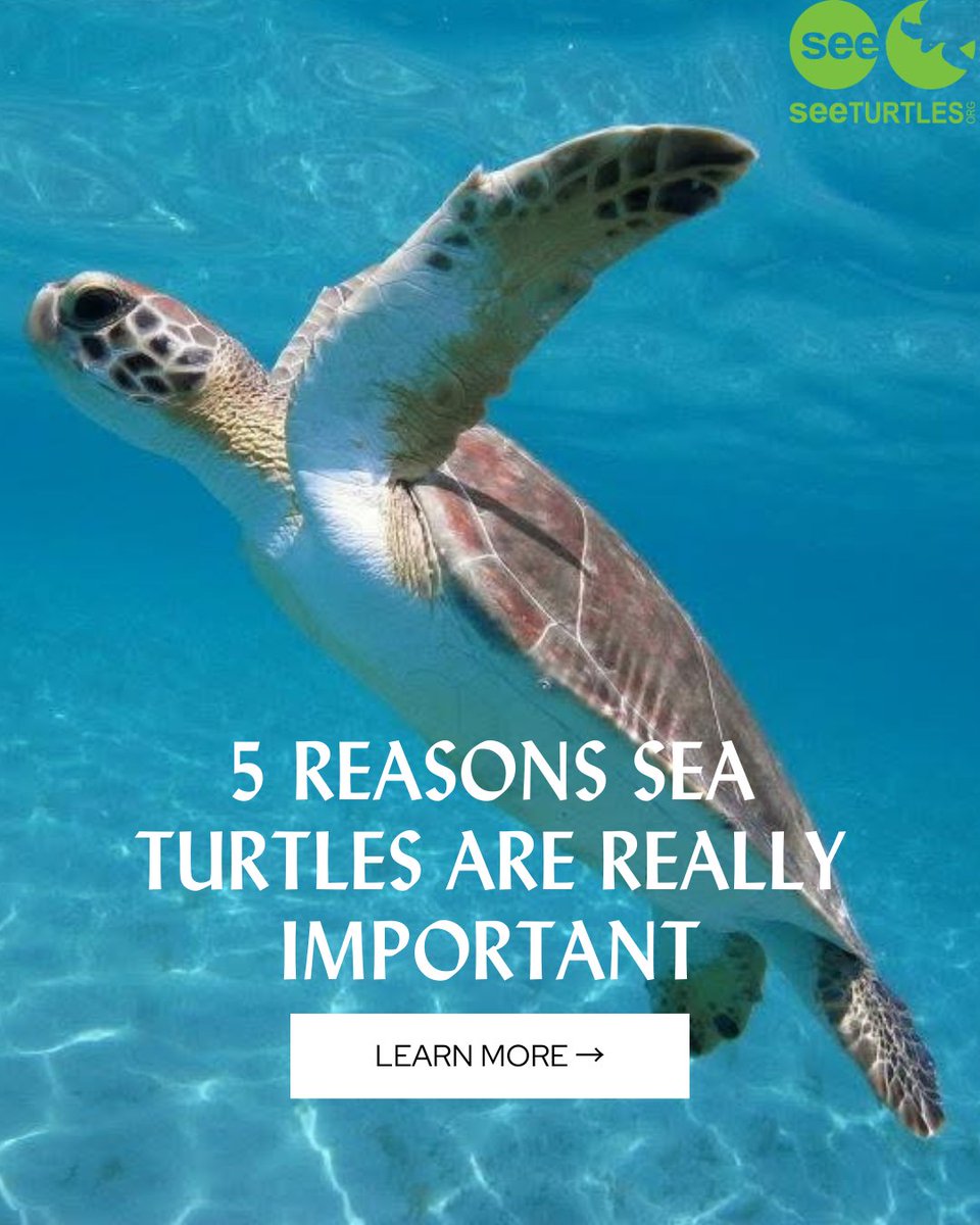 SEE Turtles tweet media