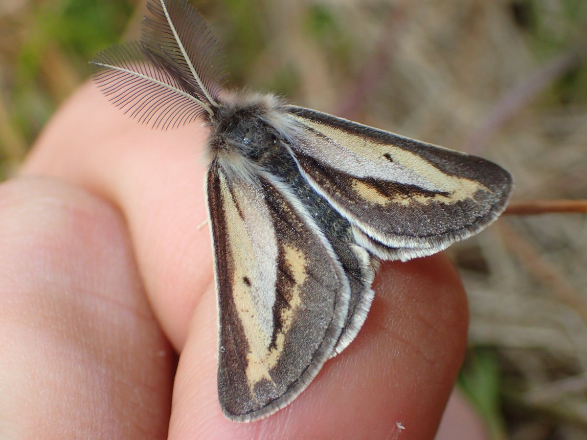 虫キチ モトキ/Mushikici 🪲🪶📸 (@Kibanekichi) / Posts / X