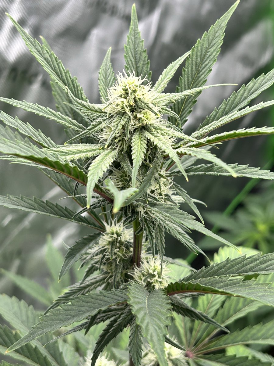 Cabin Early tweet media