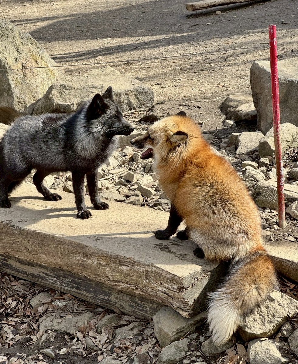 PilotCid's tweet photo. even friends sometimes have arguments 🦊 💢 https://t.co/ns489E7D6w
