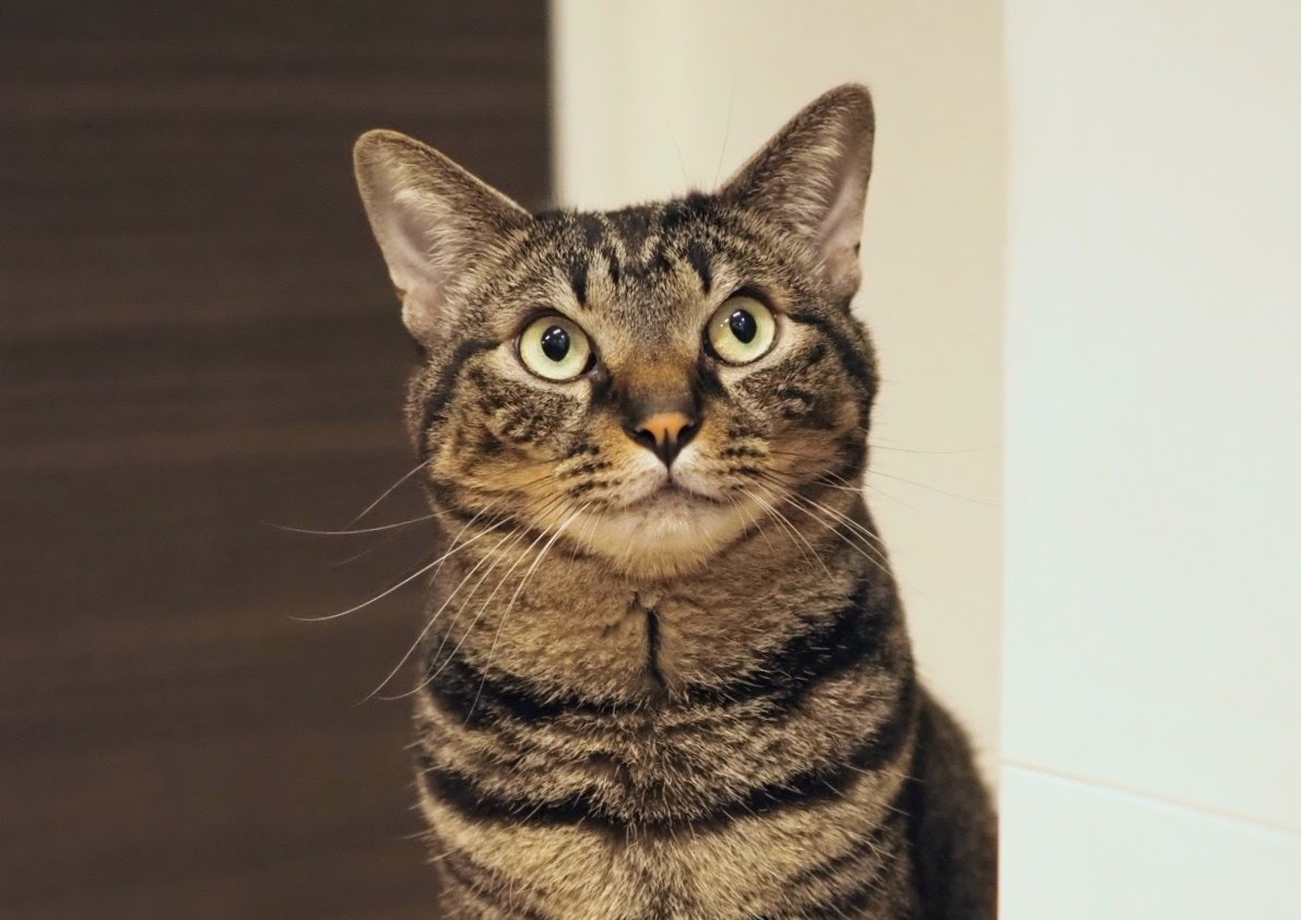 もあねこプロジェクト | 保護猫団体サポート tweet media