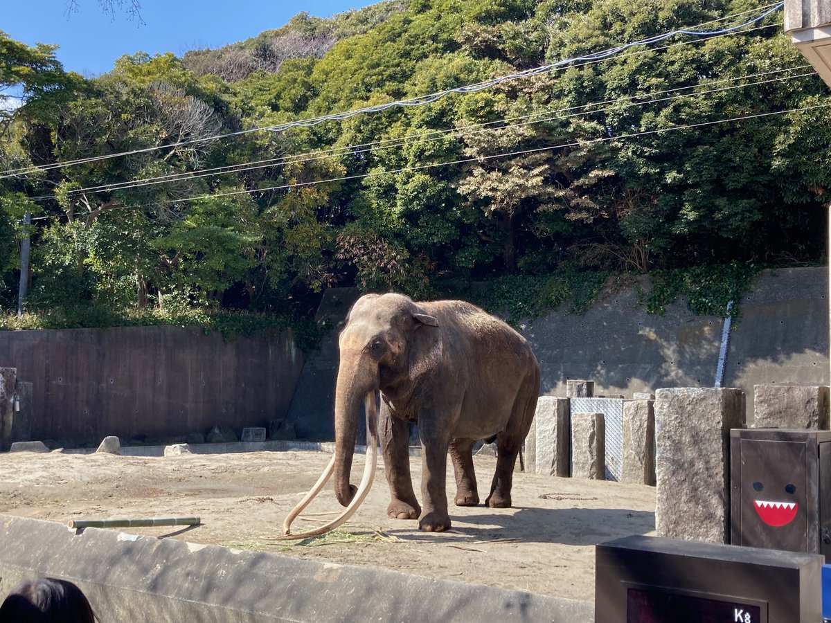 アフリカゾウ (@OShX5VLgjS21166) / Posts / X