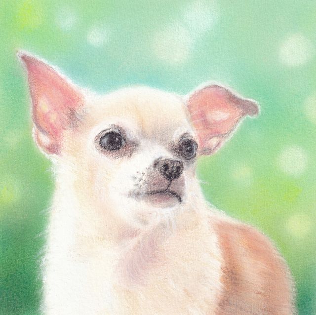チワワ #パステル画 #チワワ