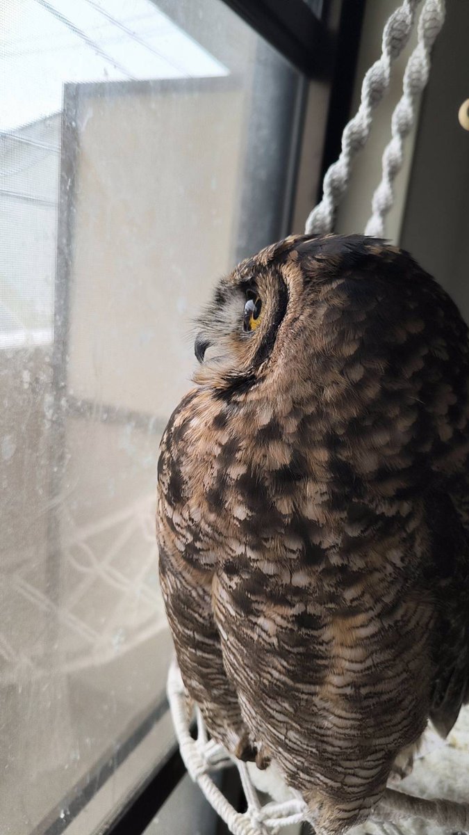 ちなみにうたちゃんは元気です。
これは雪降ったときの興味津々のうたちゃんです