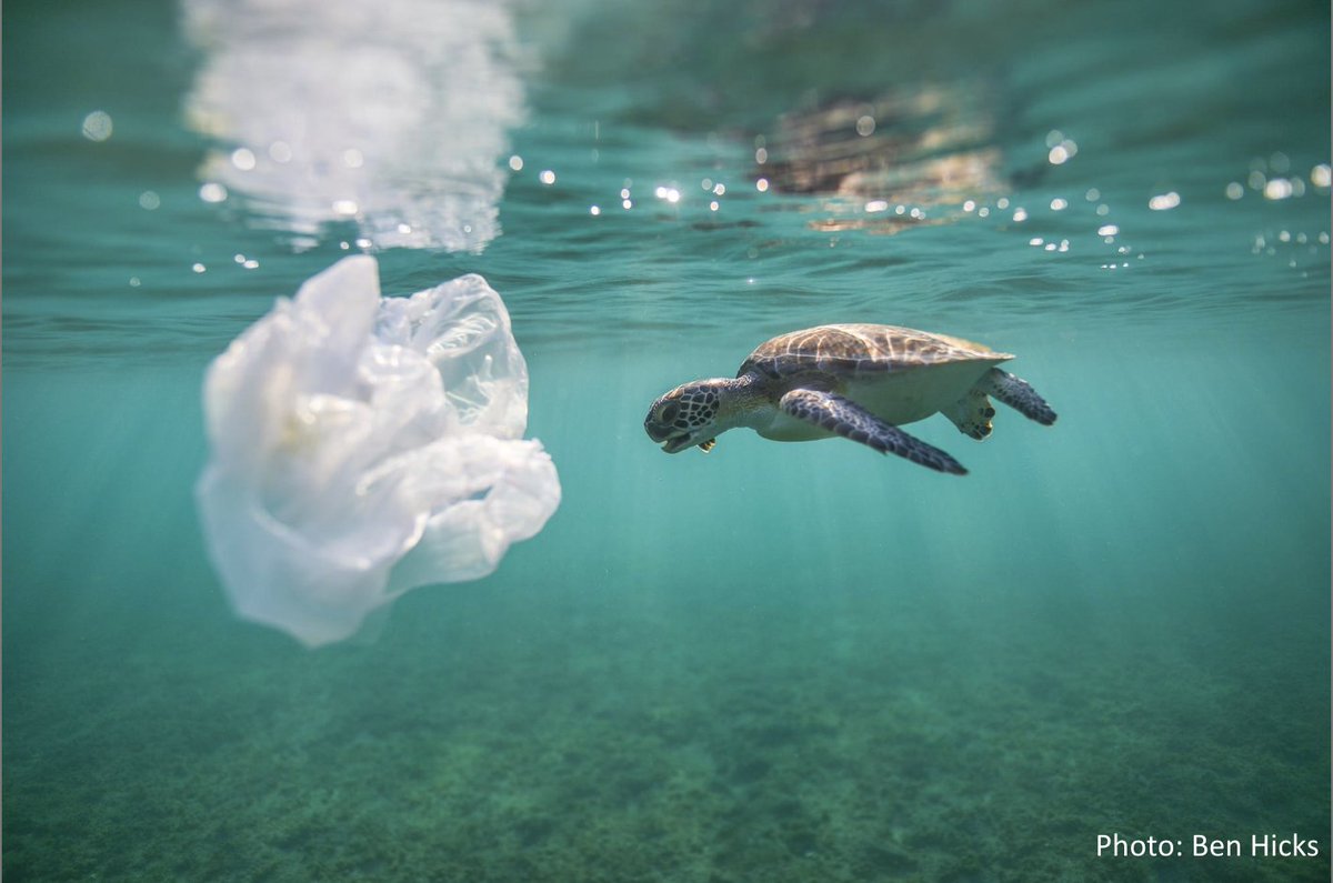 SEE Turtles tweet media