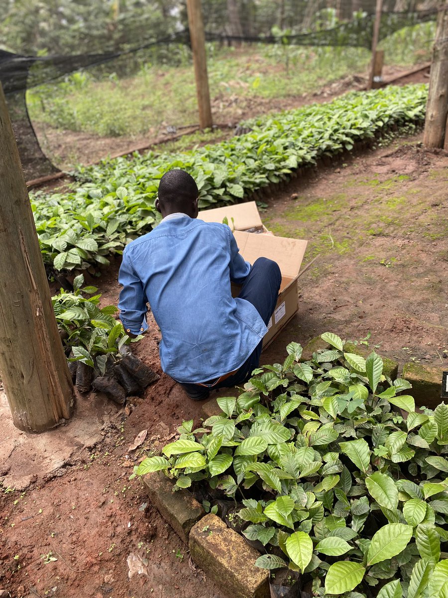 douglaskato23's tweet photo. The rains have started.
Urban youth with land back home this is your signal.
Real wealth is producing what people consume.
Food is power.
Plant something.
#YouthInAgriculture #FoodIsPower #UgandanYouth https://t.co/V95HDN1kks