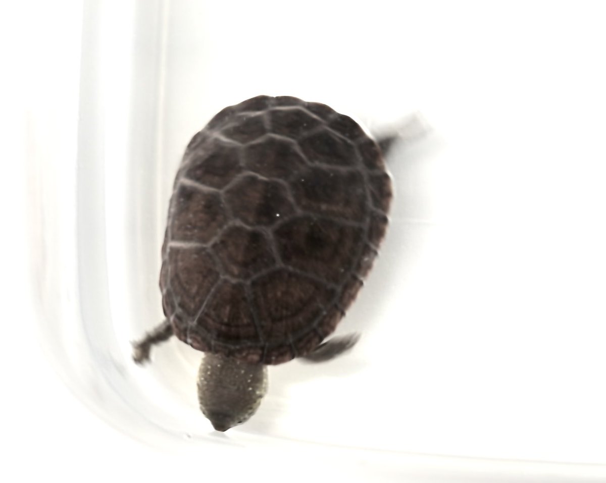 creeper (@creeperjapan) / Posts / X