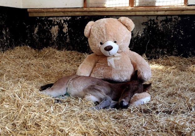 Hussayn 🧑‍💻 tweet media