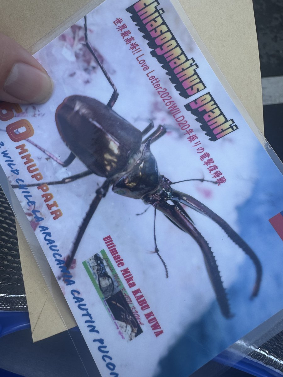 チリクワガタ買っちゃった🥺
