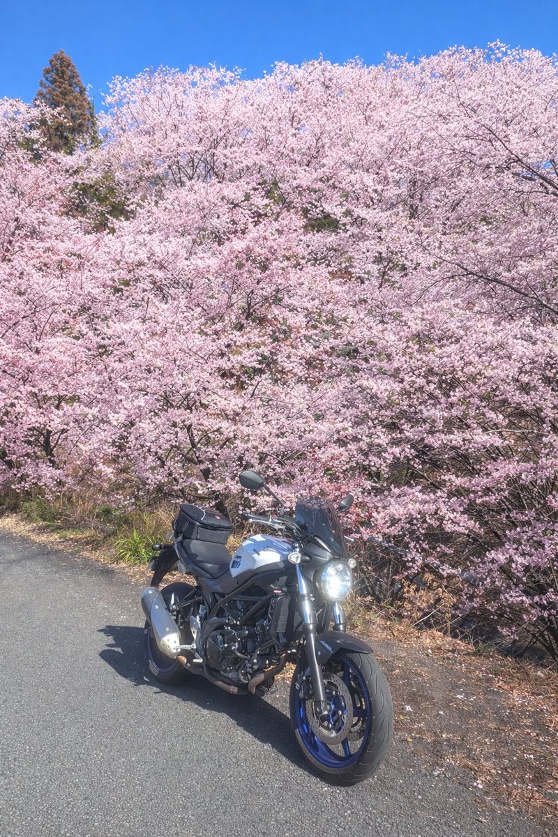 Post by ken_SV650 on X: 河津桜🌸