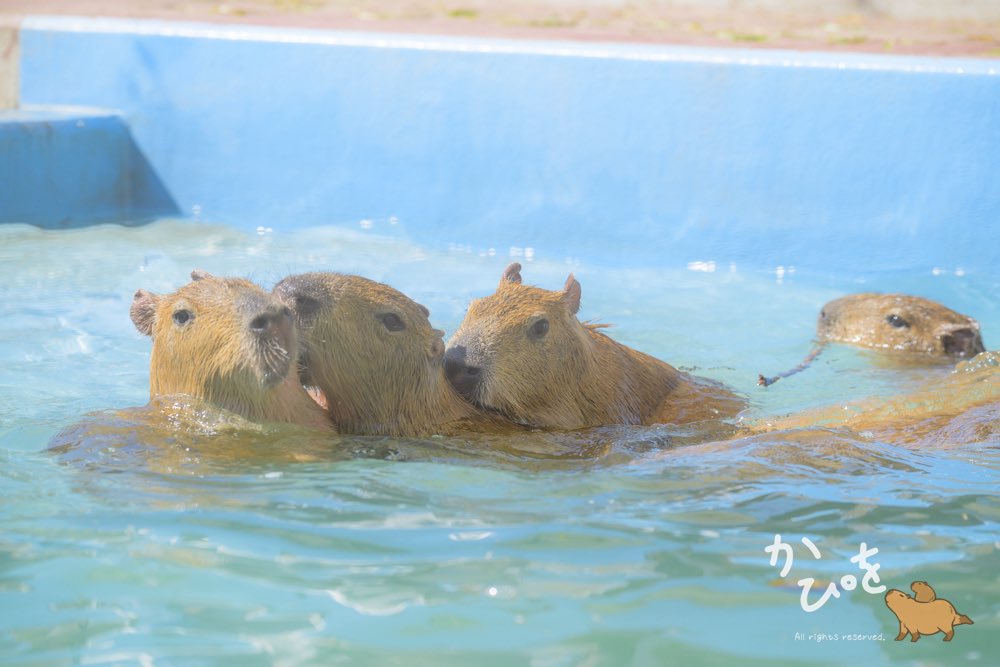 連休中の土日で竹島水族館に行ってきました 竹水のキッチンカーに