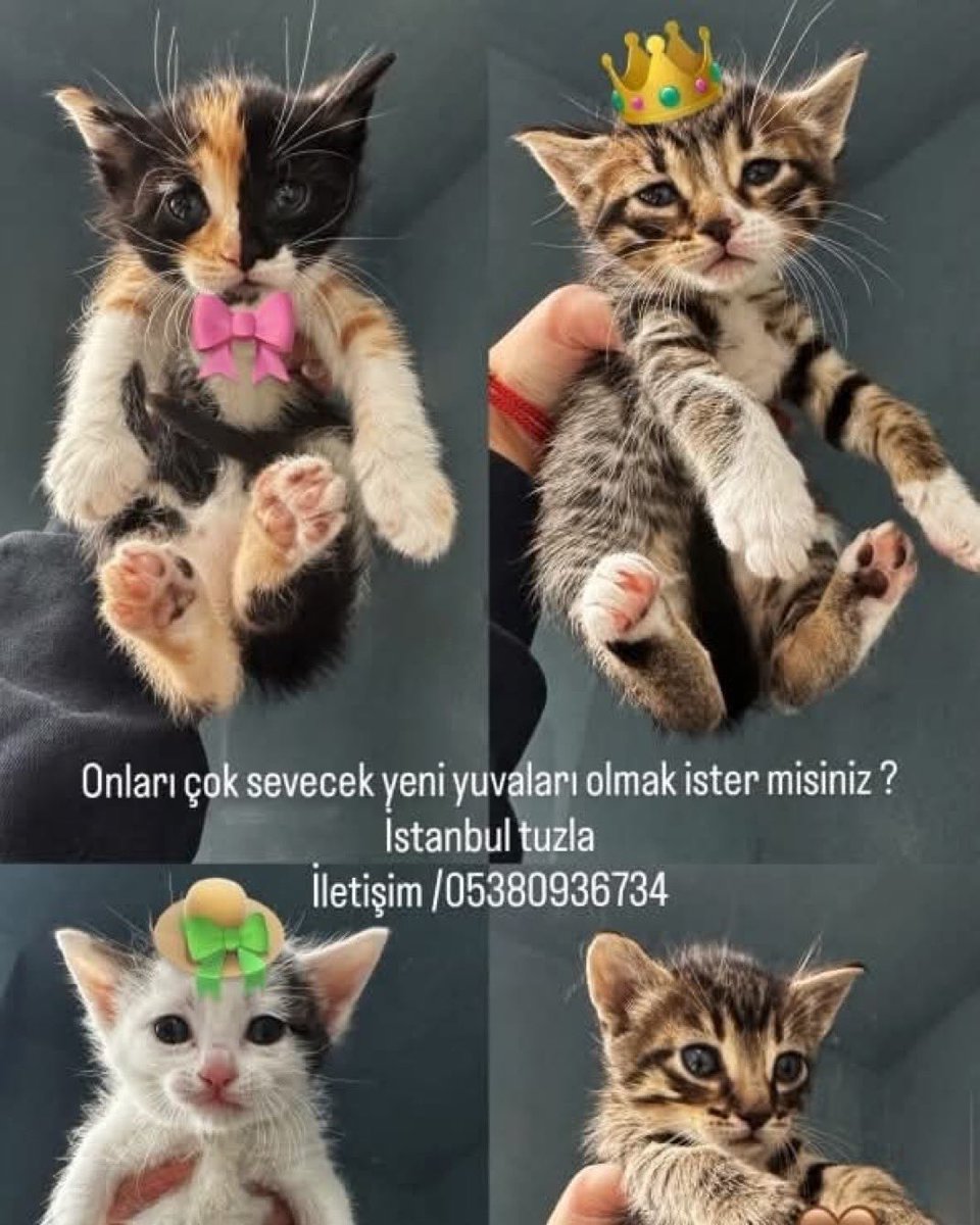masum_gozler's tweet photo. Bu 4 minik yavru için acil yuva arıyoruz.
Herhangi bir sağlık sorunları yok, bakımlılar ve güvendeler.
Ancak sokağa gitmelerini istemiyoruz;Kalbinizde onlara yer açmak ister misiniz? 
Yer: İstanbul / Tuzla
 İletişim: 0538 093 67 34

@zllktlr https://t.co/keC2r2ZVpc