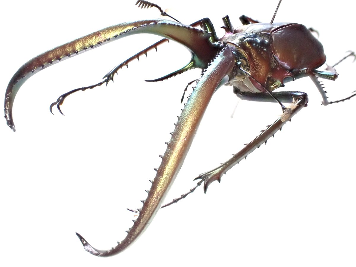 蟲眼鏡 (@meganemushi1229) / Posts / X