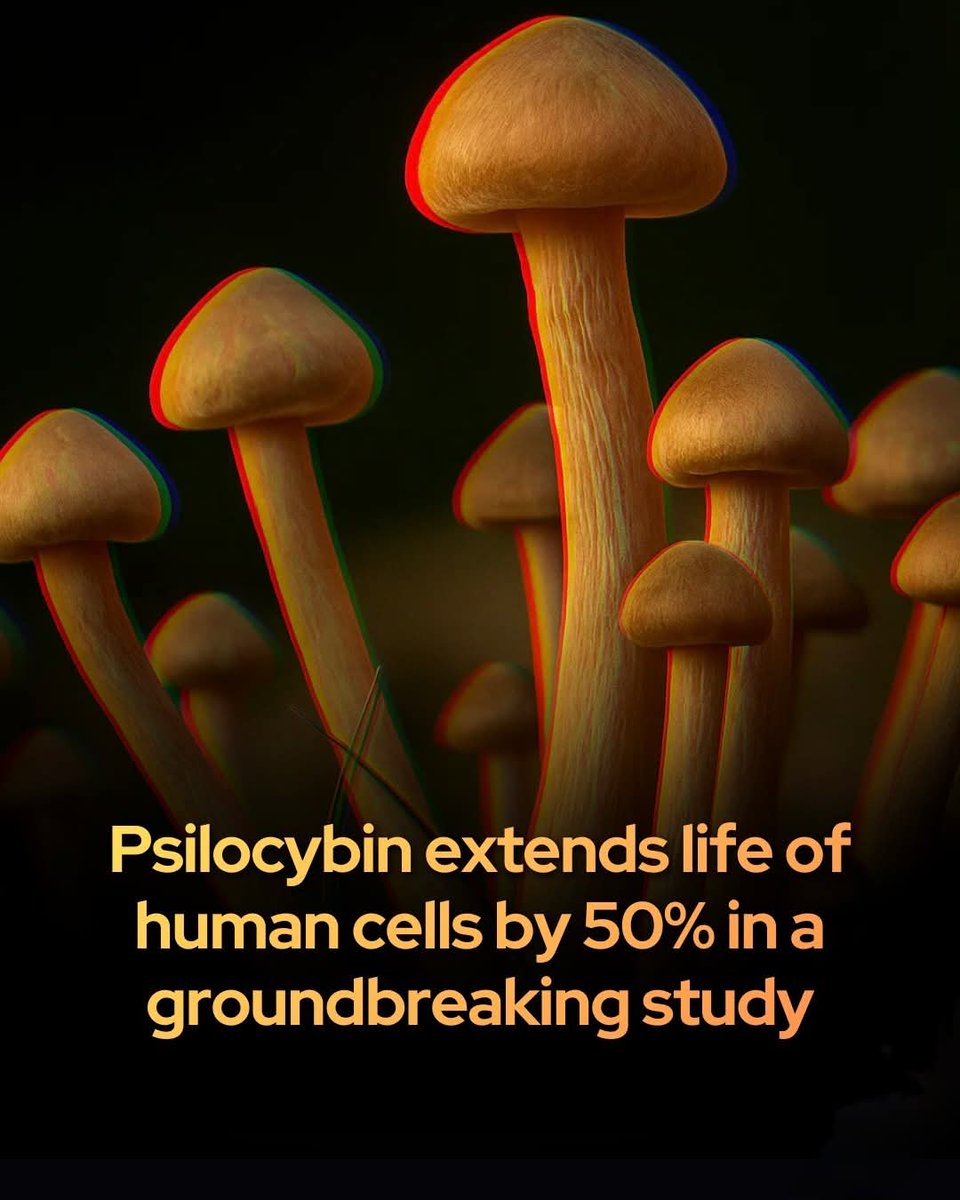 🚨 Research shows psilocybin can extend the lifespan by over 50%.

Breakthrough research reveals that psilocybin can extend the lifespan of human cells by over 50%, signaling a potential new frontier in longevity science.

Researchers at Emory University and Baylor College of