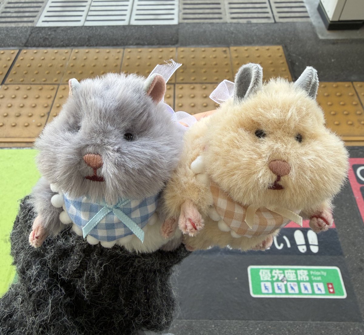 hamhamstarrrr's tweet photo. ごまきちときなことおでかけ https://t.co/xabrRjrJRe