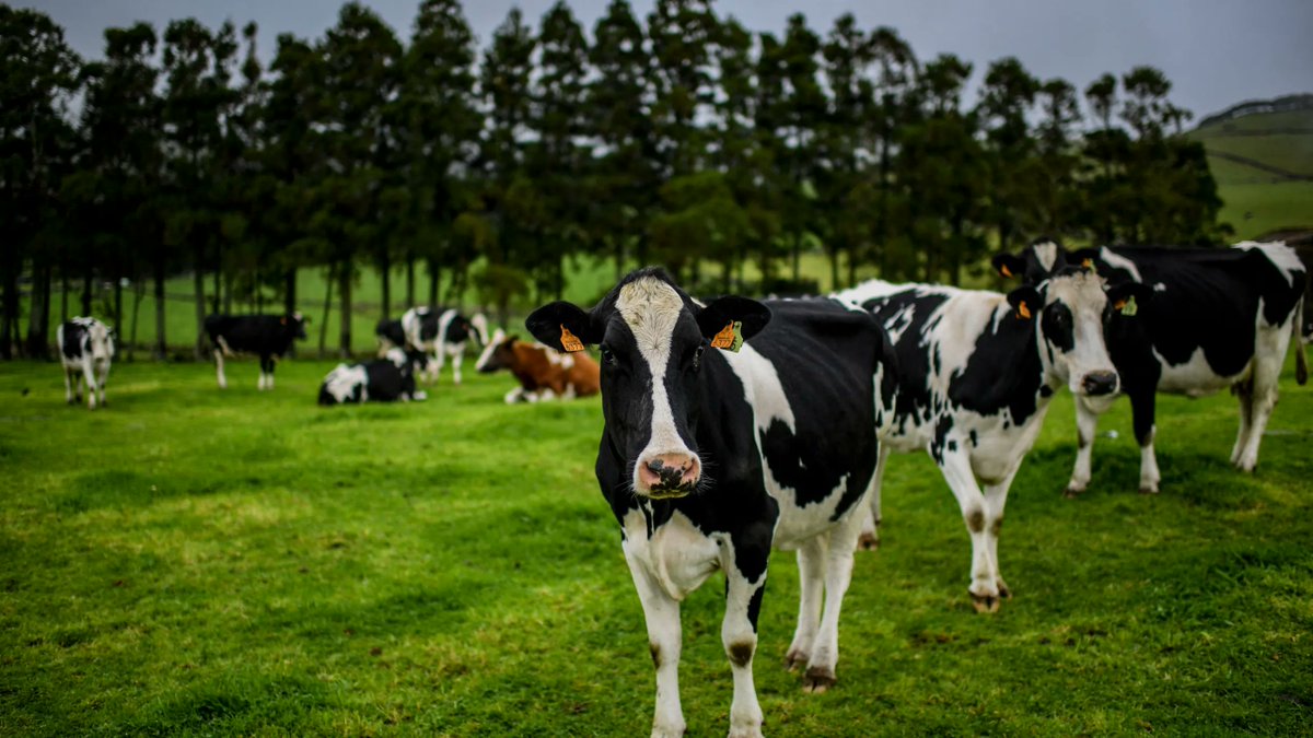 "Beef uses 15,000 liters of water per kilogram."

Right. Yes. Staggering number. Enormous. Cannot argue with the size of it.

One question though, if you'll permit it. Just one. Very small. Easily answered.

Where does the water come from?

Not philosophically. Not as a