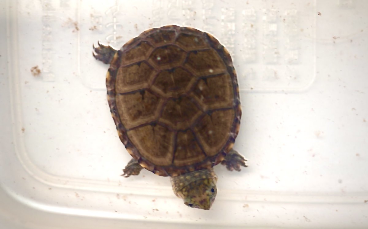 creeper (@creeperjapan) / Posts / X