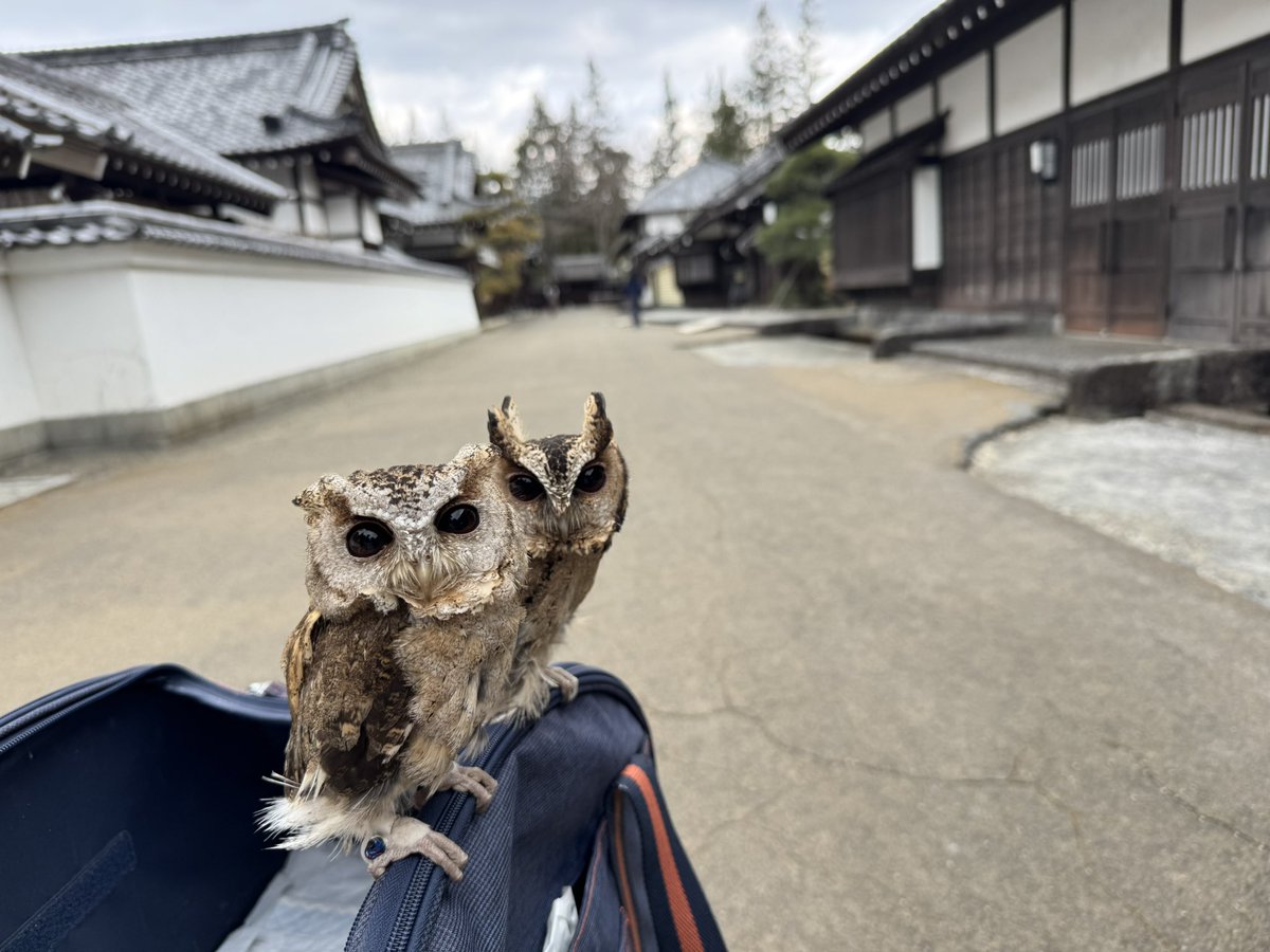 日光江戸村にきたよ☺️
朝からお昼過ぎまでいたけどそれなりに楽しかったし、ちびーずも「お鳥様！！！」ってな感じで持て囃して貰いました🤭
#edo_wonderland 
#フクロウ
#インドオオコノハズク
#もずわさ