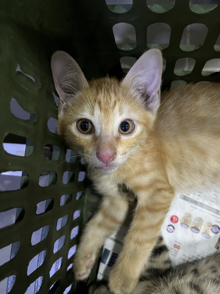 หาบ้านให้น้องค่าาา ตอนนี้เหลือน้อง2ตัว เป็นเด็กผู้ชายทั้งคู่ ตรวจโรคแล้ว อายุประมาณ2เดือนค่ะ พิกัดบางแคนะคะ #แมวจร #แมว #แมวหาบ้าน #แมวจรหาบ้าน