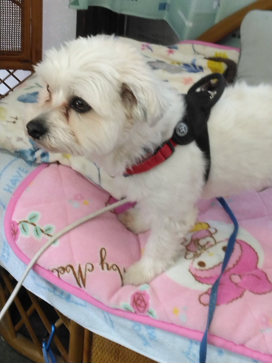 本日2/23開店しています。 久しぶりにわんこ店長出勤中です。ご来店の